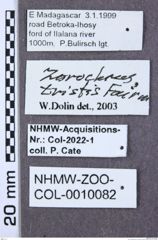 Etiketten zu Dolinolus wiesneri (NHMW-ZOO-COL-0010082)